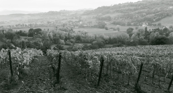 poggio-maiolo-vigna